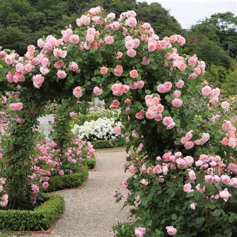 david austin climbing roses